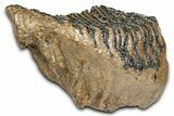Fossil Woolly Mammoth Lower M Molar - Poland #370358-5